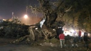 15050434_1328316170532234_655934978_n