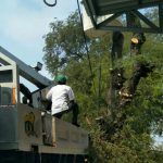 Perindah Kota Serang, Dinas Perkim Tebang Pohon di Kasemen_Foto Bantenhariini.BHI