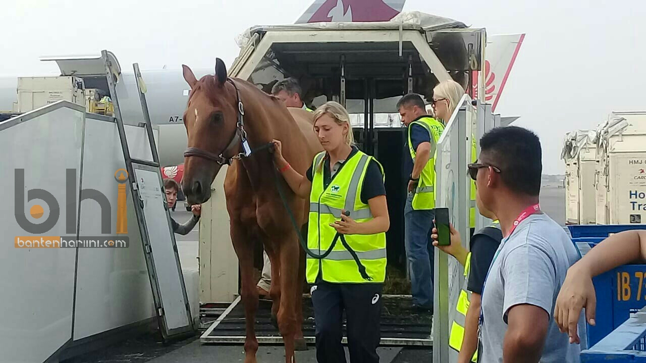 Begini Suasana Kedatangan Kuda Asian Games di Bandara Soetta