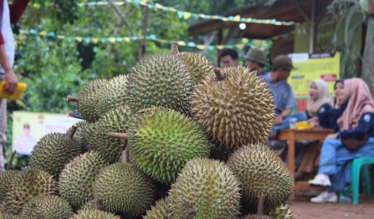 Pemuda Gunung Sari Promosikan 4 Jenis Durian Unggul Daerah