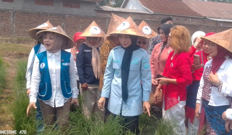 Launching Kampung Hortikultura, Bupati Serang Dorong Setiap Desa Replikasi Pertanian Modern‎